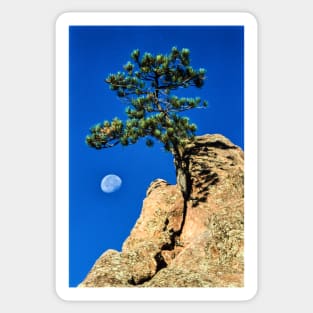 Moon Tree Sticker